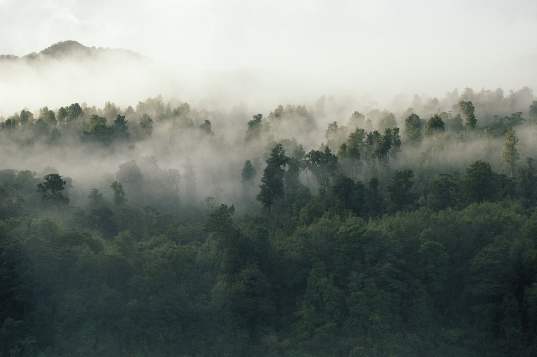 environmental policy for blush and gold